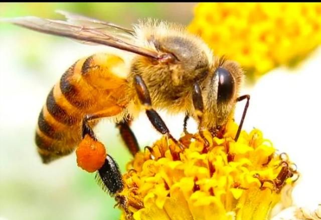 蜜蜂怎么看蜜度的,采到花蜜的蜜蜂怎么分辨图1