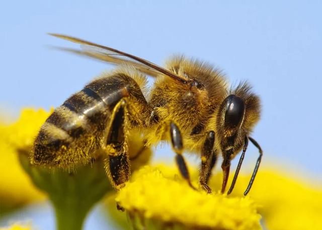 蜜蜂怎么看蜜度的,采到花蜜的蜜蜂怎么分辨图3