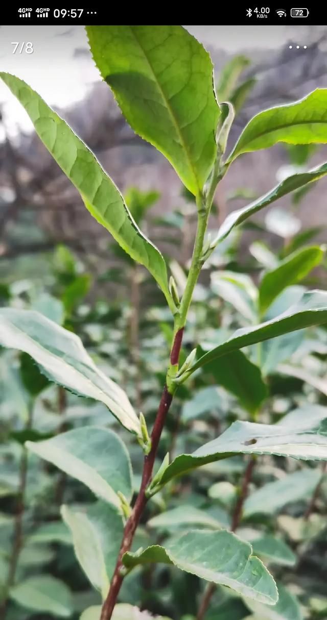 陈年老茶还能喝吗图4