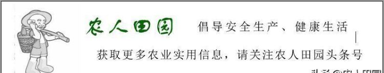 端午节吃灰水粽子的作用,端午节包粽子放的草灰是什么图1