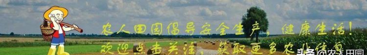 端午节吃灰水粽子的作用,端午节包粽子放的草灰是什么图5