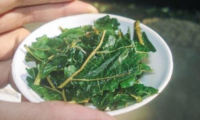 神仙茶桑叶的功效与作用,桑叶茶又叫神仙茶图2