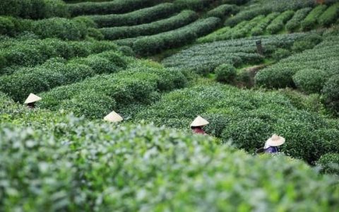春茶怎么选怎么喝更健康(春茶怎么喝最正确)