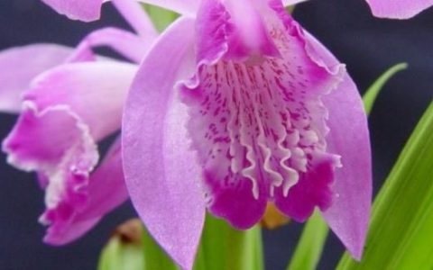 白芨抗衰老(白芨怎么做能祛皱纹)