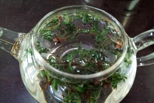 白蒿泡水喝的功效和作用