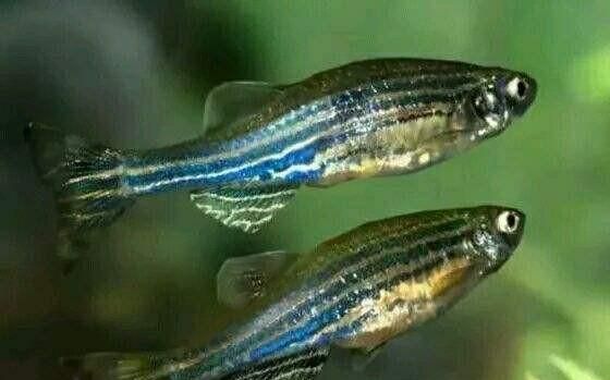 如何看鱼是不是怀孕了,鱼怀孕多长时间下崽图2