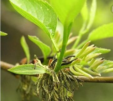 杜仲雄花真的有补肾的作用吗(杜仲雄花是补肾阴还是肾阳)图6