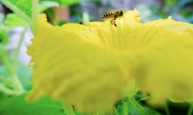 南瓜花的妙用,南瓜花的正确食用方法图3