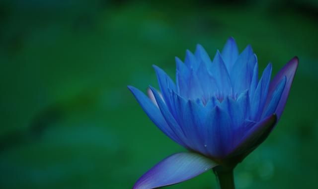 有真正的蓝莲花吗(真正的蓝莲花图片)图1