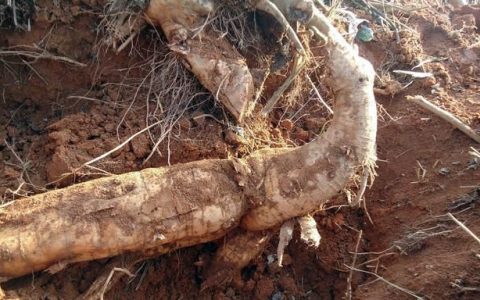 野生葛根粉市场价卖多少?,农村山里的葛根