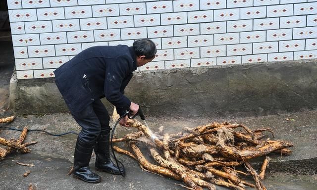 武陵山村民农闲时采挖野生葛根，一斤葛粉在集市上可卖到150元