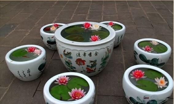 水莲怎么养教程(水莲草怎么养)图2