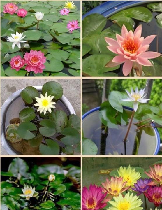 水莲怎么养教程(水莲草怎么养)图3
