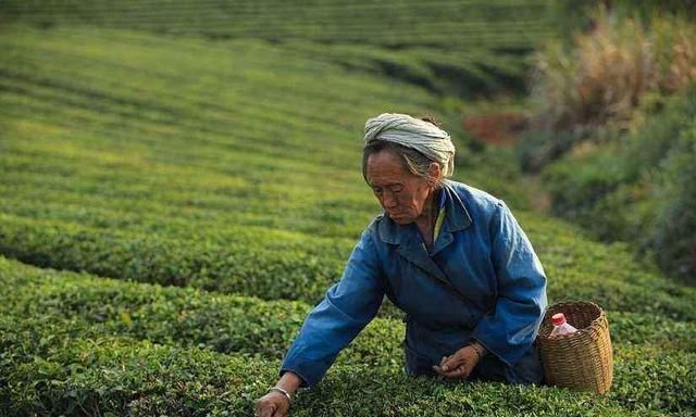 春茶留养好还是夏茶留养好(茶叶是什么季节种植和采摘最好)图1