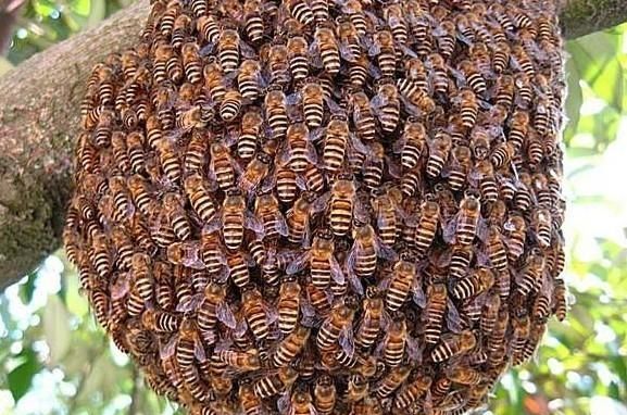 野外收的蜜蜂只有蜜脾如何过箱,有巢脾的蜜蜂怎么收图2