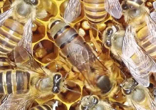 野外收的蜜蜂只有蜜脾如何过箱,有巢脾的蜜蜂怎么收图3
