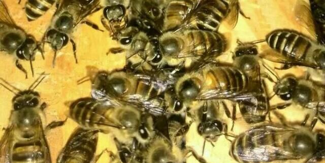野外收的蜜蜂只有蜜脾如何过箱,有巢脾的蜜蜂怎么收图5