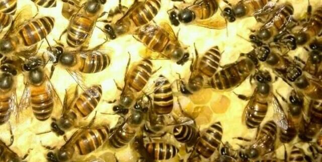 野外收的蜜蜂只有蜜脾如何过箱,有巢脾的蜜蜂怎么收图6