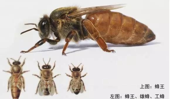 野外收的蜜蜂只有蜜脾如何过箱,有巢脾的蜜蜂怎么收图8