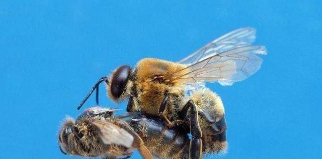 野外收的蜜蜂只有蜜脾如何过箱,有巢脾的蜜蜂怎么收图9