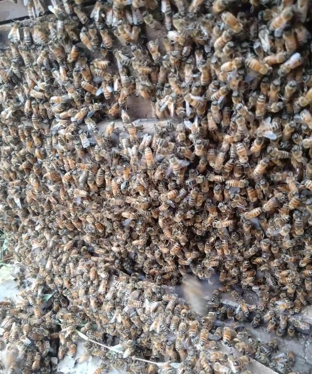 野外收的蜜蜂只有蜜脾如何过箱,有巢脾的蜜蜂怎么收图10