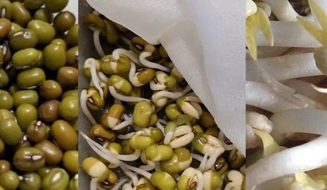 一周健康早餐106：绿豆的16项健康益处和6个食用注意事项
