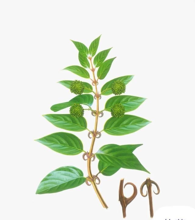 中药古今研究：钩藤