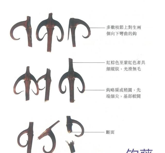 中药古今研究：钩藤
