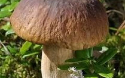 新鲜牛肝菌有哪些营养?有什么功效呢
