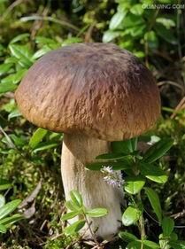新鲜牛肝菌有哪些营养?有什么功效呢图1