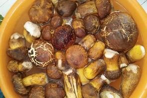 新鲜牛肝菌有哪些营养?有什么功效呢图3