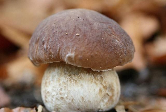 新鲜牛肝菌有哪些营养?有什么功效呢图5