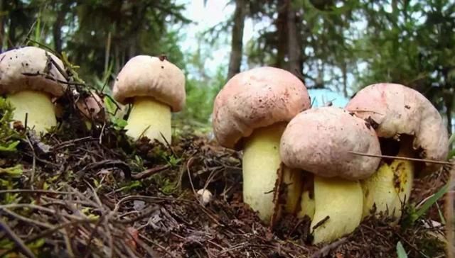 新鲜牛肝菌有哪些营养?有什么功效呢图6