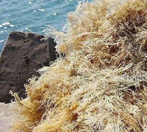 不用吉利丁片怎么做果冻(牛奶果冻吉利丁片的做法)图10