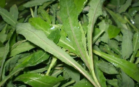 苦曲菜的作用和功效与作用