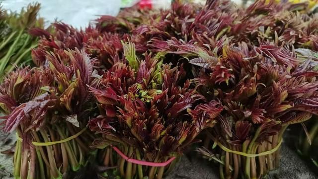 大好春光，这些春芽菜莫要错过