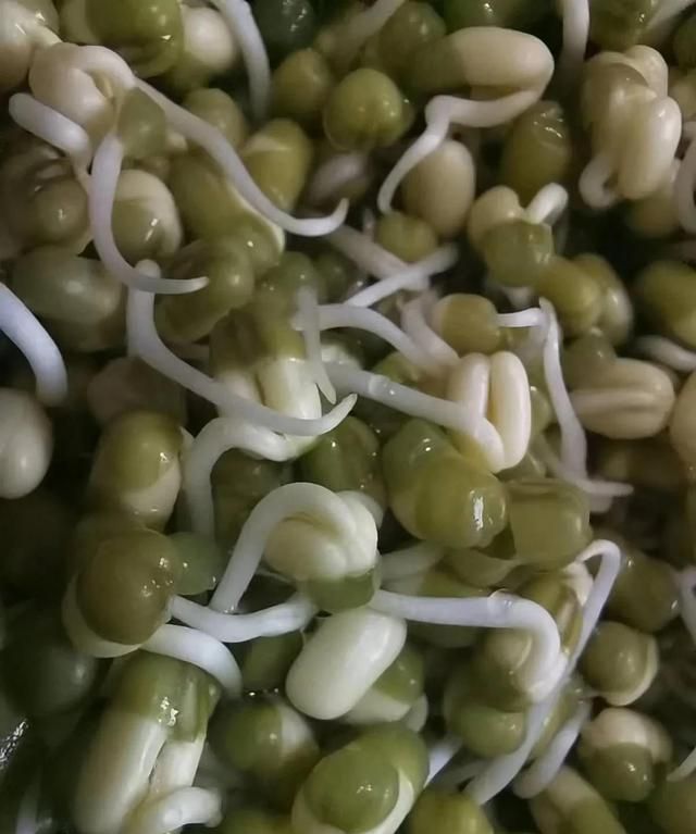 九天真实记录豆芽生长历程：我惊呆了