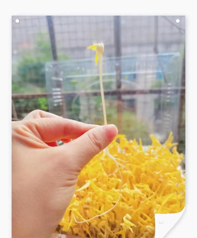 九天真实记录豆芽生长历程：我惊呆了