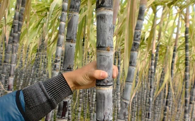 绿皮甘蔗和紫皮甘蔗有什么不同？区别在哪，早知道早受益