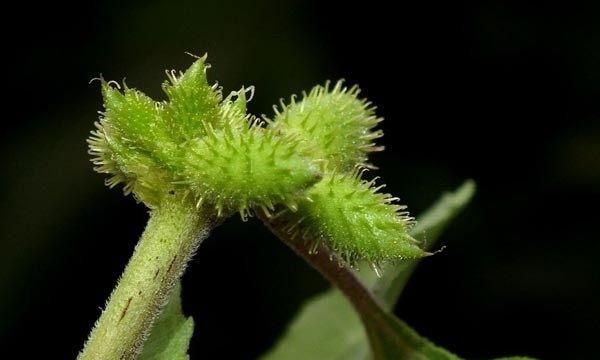 怎么制作苍耳子鼻炎油,苍耳子制作鼻炎油的正确方法图3