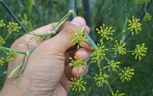 小茴香：食药两用芳香药 散寒理气又止痛 食用禁忌要记清