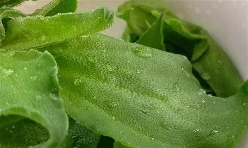 市场上有一种叫冰菜的菜,怎么做好吃呢图2