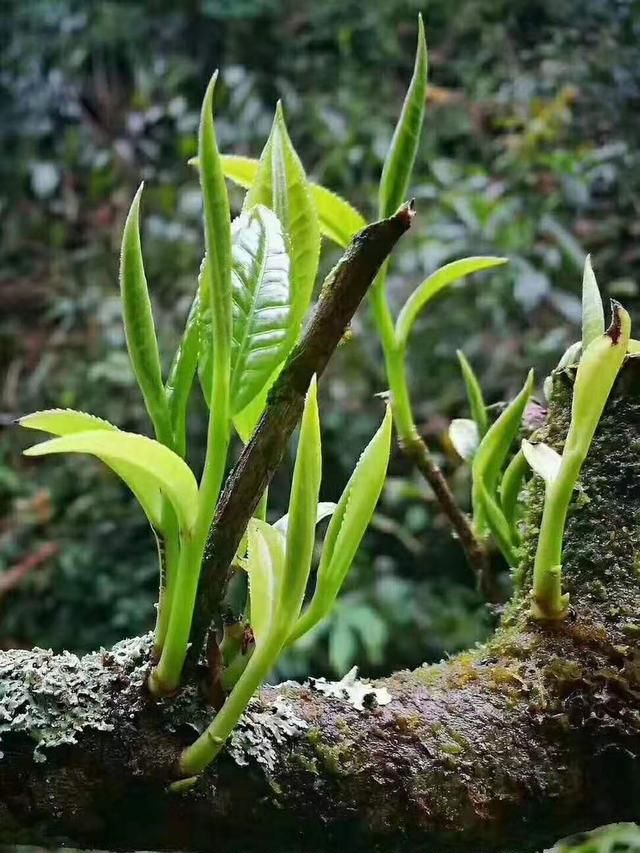 普洱小沱茶是什么茶,普洱沱茶和小沱茶怎么选图2