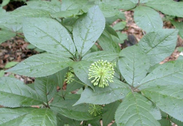 刺五加咸菜的做法,刺菜咸菜怎么做好吃图2