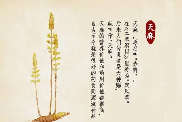 一味中药：天麻，息风、止痉、平肝，妙用可降高血压，治眩晕麻木