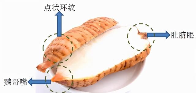 一味中药：天麻，息风、止痉、平肝，妙用可降高血压，治眩晕麻木