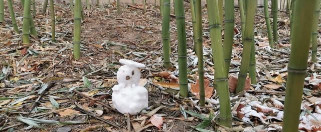 动物有牛黄等名贵中药，没想到植物也有类似的“宝”，称作天竹黄