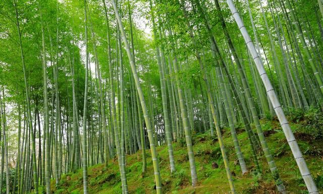动物有牛黄等名贵中药，没想到植物也有类似的“宝”，称作天竹黄