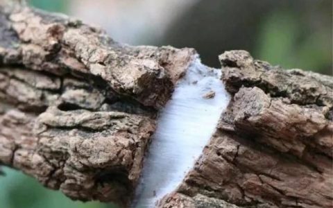 中药古今研究杜仲(古今中药研究杜仲)