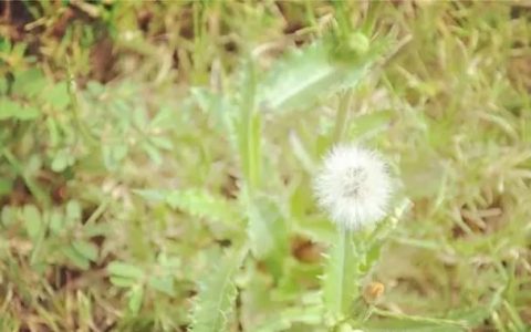 路边草的药用功效,野生杂草有什么功效和作用